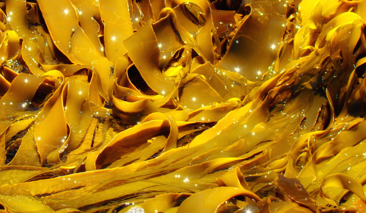side-effects-of-taking-sea-kelp-livestrong