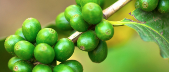 best green coffee bean extract