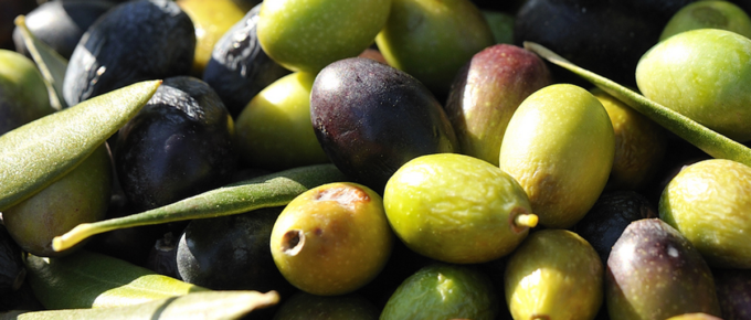 best olive oils