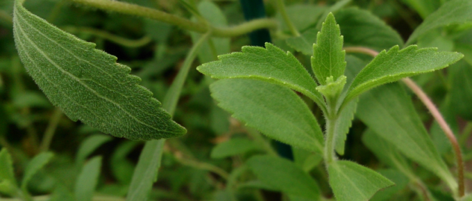 Ranking the best stevia of 2021