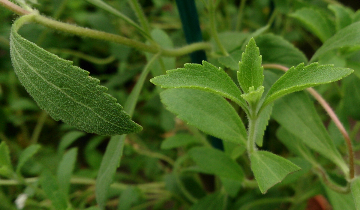 Stevia rebaudiana. Стевия растение. Stevia rebaudiana Bertoni. Крымская стевия растение.