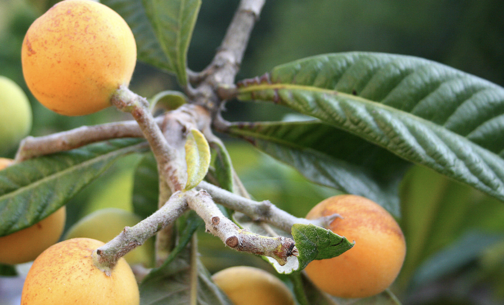 loquat