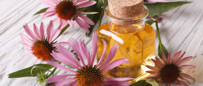 Ranking the best echinacea supplements of 2021