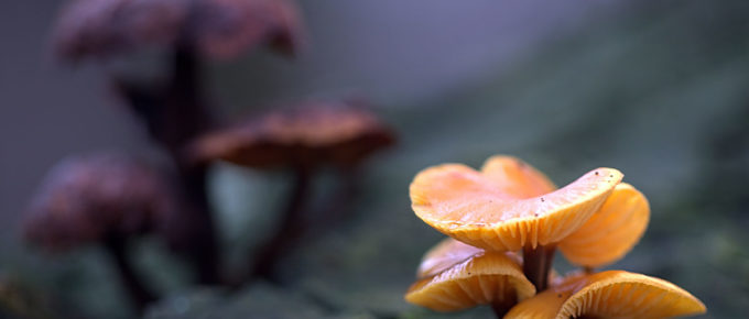 Ranking the best medicinal mushroom supplements of 2021